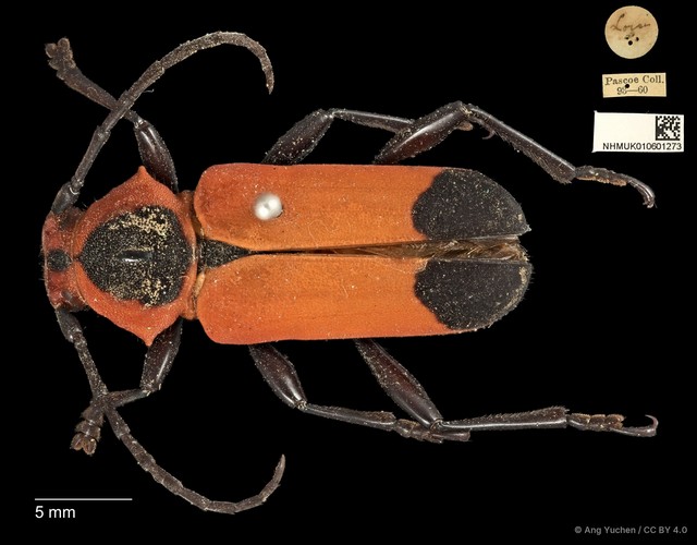 Euryphagus maxillosus•&copy; Ang Yuchen•CC BY 4.0