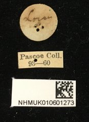 Euryphagus maxillosus•All Rights ReservedMuseum Label
