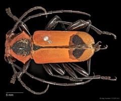 Euryphagus maxillosus•&copy; Ang Yuchen•CC BY 4.0