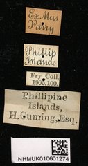Euryphagus maxillosus•All Rights ReservedMuseum Label