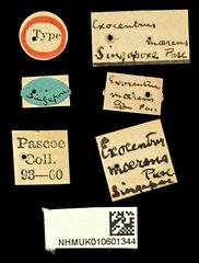 Exocentrus (Camptomyne) moerens•All Rights ReservedMuseum Label