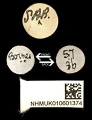 Glenea (Glenea) algebraica•All Rights ReservedMuseum Label