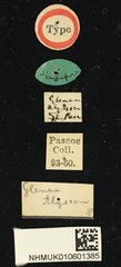 Glenea mathematica alysson•All Rights ReservedMuseum Label