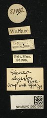 Glenea mathematica alysson•All Rights ReservedMuseum Label