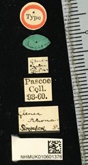 Glenea mathematica anona•All Rights ReservedMuseum Label