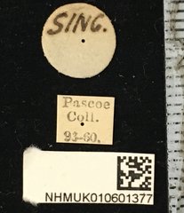 Glenea mathematica anona•All Rights ReservedMuseum Label