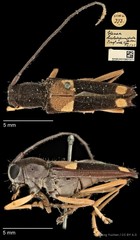Glenea (Glenea) anticepunctata•&copy; Ang Yuchen•CC BY 4.0