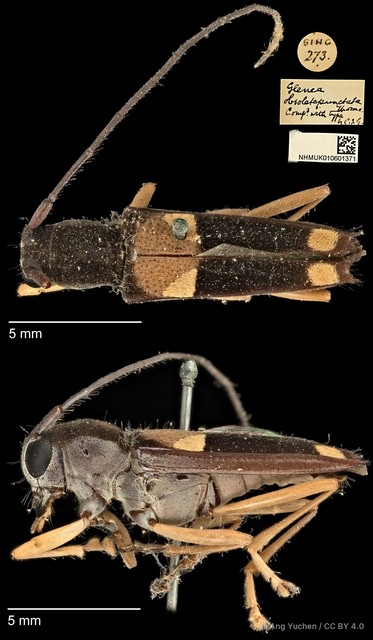 Glenea (Glenea) anticepunctata•&copy; Ang Yuchen•CC BY 4.0