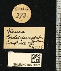 Glenea (Glenea) anticepunctata•All Rights ReservedMuseum Label