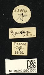Glenea (Glenea) camelina•All Rights ReservedMuseum Label