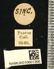 Glenea (Glenea) camelina•All Rights ReservedMuseum Label