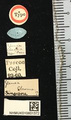 Glenea cleome•All Rights ReservedMuseum Label