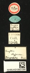 Glenea (Glenea) clytoides•All Rights ReservedMuseum Label