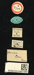 Glenea (Glenea) coris•All Rights ReservedMuseum Label