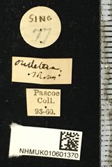 Glenea (Glenea) dimidiata•All Rights ReservedMuseum Label