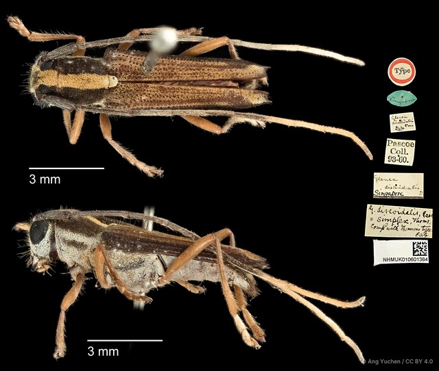 Glenea (Glenea) discoidalis•&copy; Ang Yuchen•CC BY 4.0
