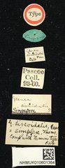 Glenea (Glenea) discoidalis•All Rights ReservedMuseum Label
