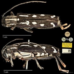 Glenea (Macroglenea) elegans•&copy; Ang Yuchen•CC BY 4.0