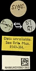 Glenea (Macroglenea) elegans•All Rights ReservedMuseum Label