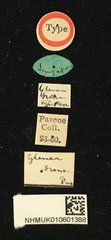 Glenea (Glenea) illuminata•All Rights ReservedMuseum Label