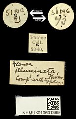 Glenea (Glenea) illuminata•All Rights ReservedMuseum Label