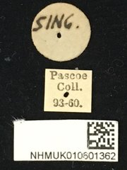 Glenea (Macroglenea) juno•All Rights ReservedMuseum Label