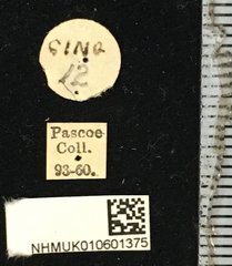 Glenea mathematica mathematica•All Rights ReservedMuseum Label
