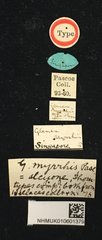 Glenea (Glenea) myrrhis•All Rights ReservedMuseum Label