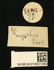 Glenea (Glenea) myrrhis•All Rights ReservedMuseum Label