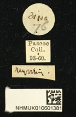 Glenea (Glenea) myrrhis•All Rights ReservedMuseum Label