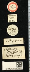Glenea (Glenea) myrsine•All Rights ReservedMuseum Label