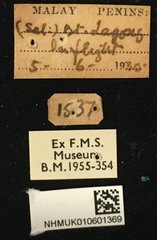 Glenea (Glenea) novemguttata•All Rights ReservedMuseum Label