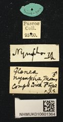Glenea (Macroglenea) nympha•All Rights ReservedMuseum Label