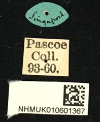 Glenea pulchella•All Rights ReservedMuseum Label