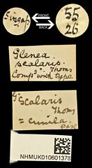 Glenea scalaris•All Rights ReservedMuseum Label