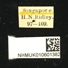 Glenea tenuilineata•All Rights ReservedMuseum Label