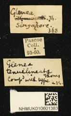 Glenea tenuilineata•All Rights ReservedMuseum Label