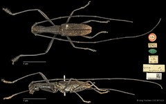 Gnoma longicollis•&copy; Ang Yuchen•CC BY 4.0