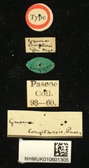 Gnoma longicollis•All Rights ReservedMuseum Label