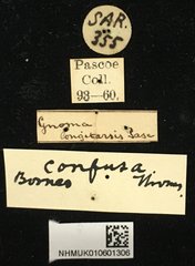 Gnoma longicollis•All Rights ReservedMuseum Label