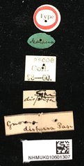 Gnoma sticticollis•All Rights ReservedMuseum Label