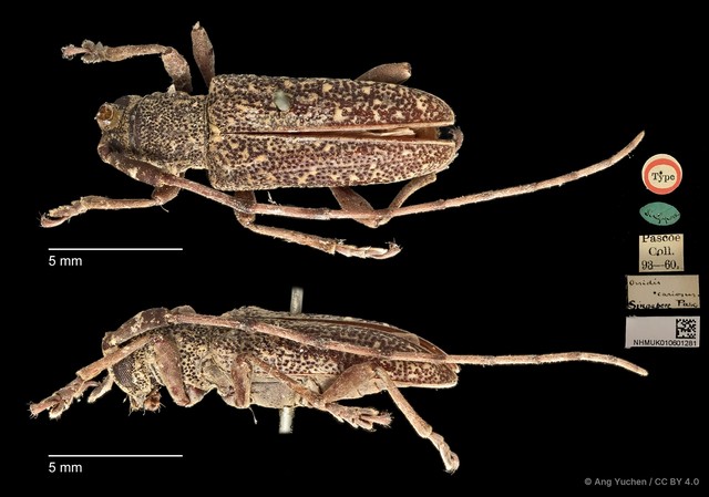 Granulorsidis cariosus•&copy; Ang Yuchen•CC BY 4.0