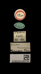 Granulorsidis cariosus•All Rights ReservedMuseum Label