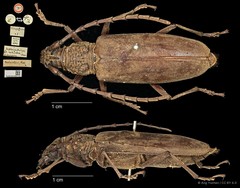 Hoplocerambyx spinicornis•&copy; Ang Yuchen•CC BY 4.0