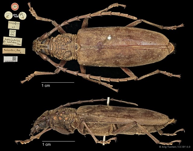 Hoplocerambyx spinicornis•&copy; Ang Yuchen•CC BY 4.0