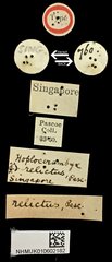 Hoplocerambyx spinicornis•All Rights ReservedMuseum Label