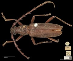 Hoplocerambyx spinicornis•&copy; Ang Yuchen•CC BY 4.0