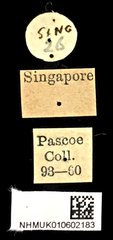 Hoplocerambyx spinicornis•All Rights ReservedMuseum Label