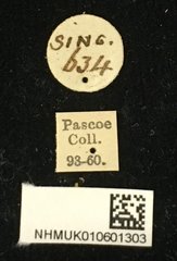 Imantocera plumosa•All Rights ReservedMuseum Label