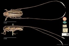 Laelida antennata•&copy; Ang Yuchen•CC BY 4.0